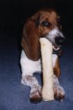 Bertie and his bone