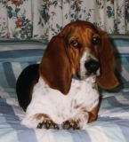 Bertie on the bed