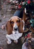 Bertie in the garden