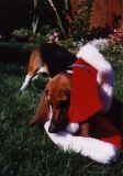 Playing with his Xmas hat